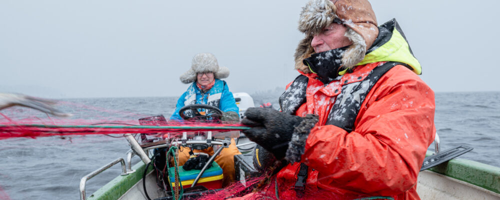 ammattikalastajat kalastamassa kemijärvellä. Verkoissa hauki saaliina.