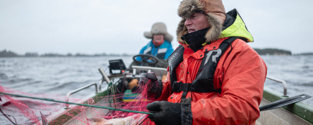 talvikalastus ammattikalastajat verkoilla pyytämässä haukea