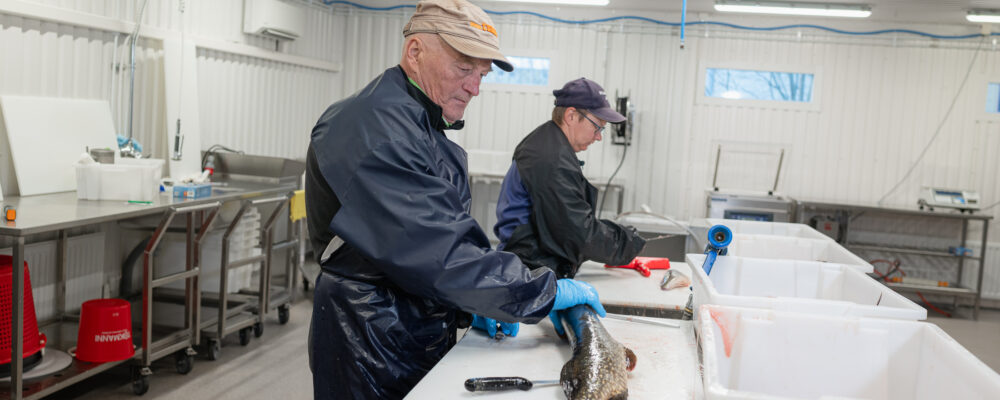 Paikallisia kalastajia Kemijärven kalahallilla