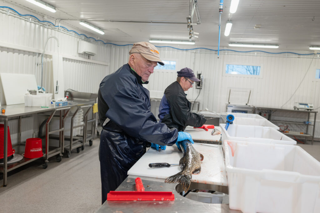 Paikallisia kalastajia Kemijärven kalahallilla
