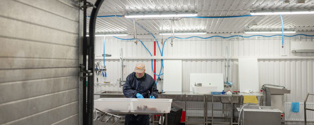 kalastsajat fileeroimassa kalahallilla kemijärvellä