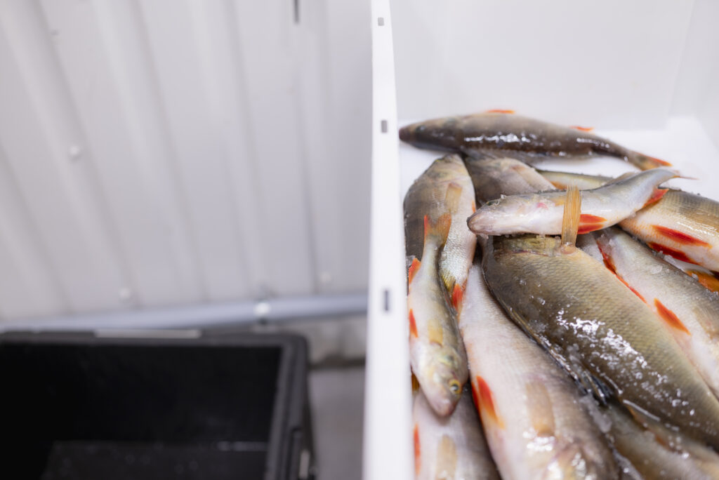 Tuore ahven kemijärvellä