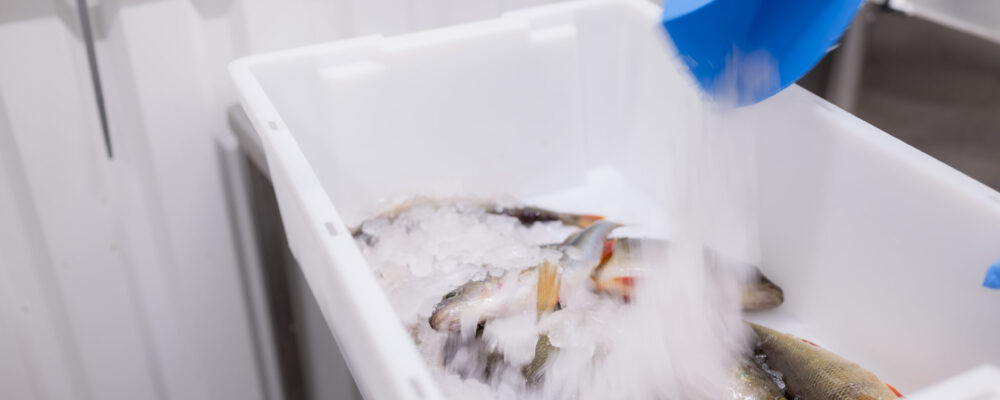 kemijärven kala saalis