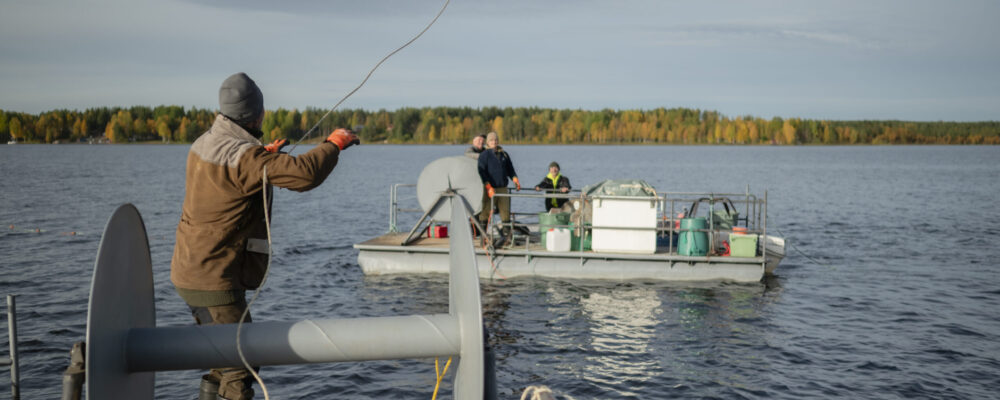 ammattikalastus kemijärvellä